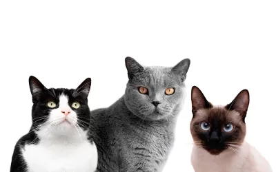 Choosing the Right Cat Breed: A Guide for Potential Cat Owners