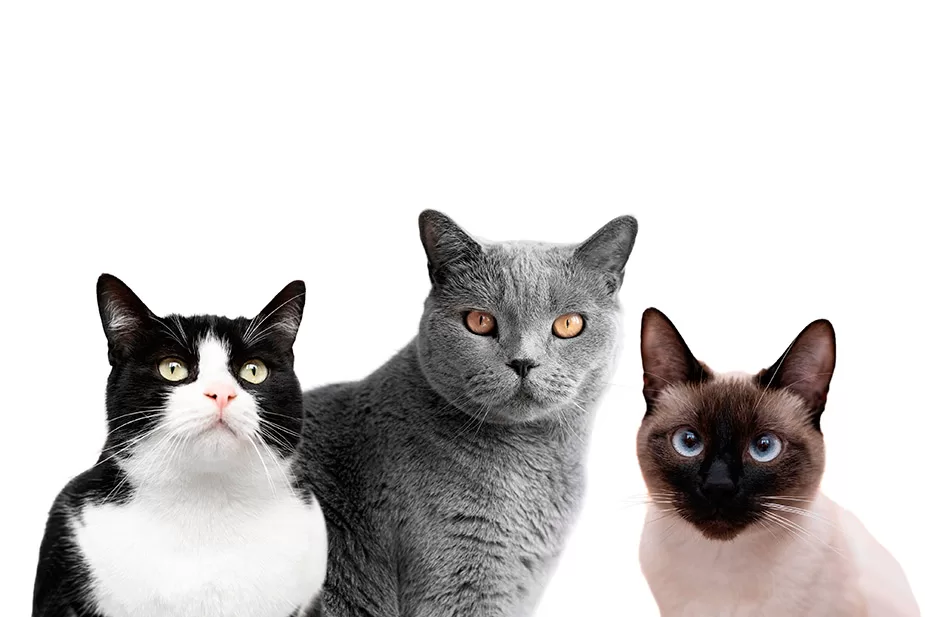 Odabir prave rase mačke: Vodič za potencijalne vlasnike mačaka