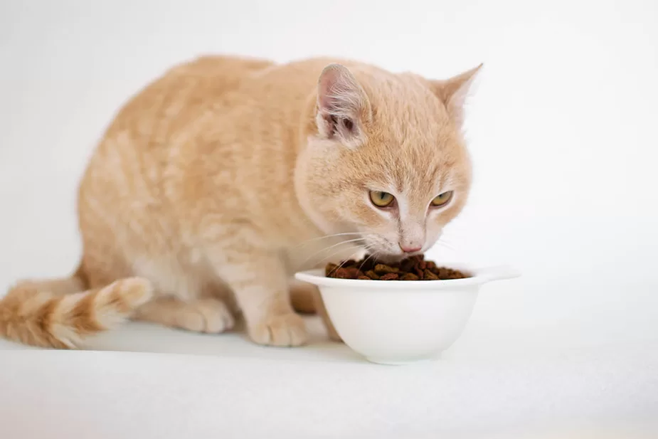 Mačija hrana: Razumevanje onoga što mačkama zaista treba da jedu