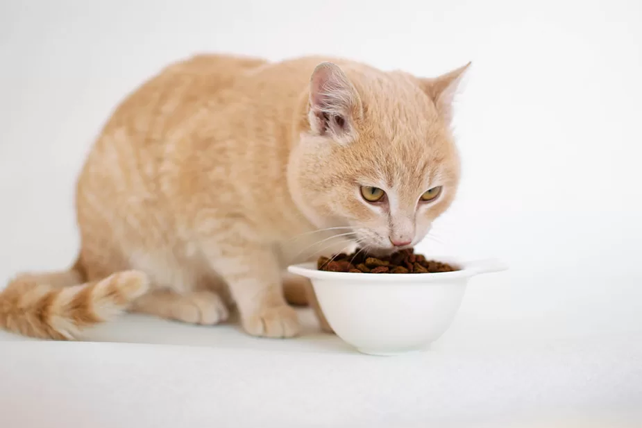 Feline Food Frenzy: Understanding What Cats Really Need to Eat