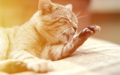 Fascinantni svet češljanja kod mačaka: Razumevanje zašto mačke ližu sebe