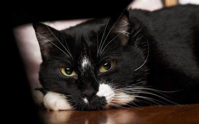 Why Do Cats Vomit Often? Understanding the Causes and Preventing the Issue