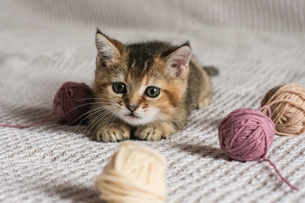 Feline Health Concerns: Understanding Common Illnesses in Kittens