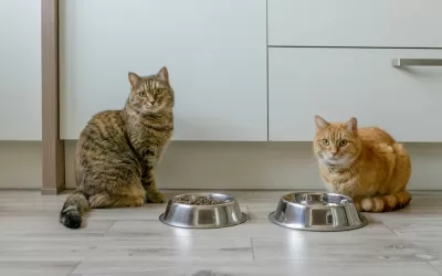 From Scratch: Homemade Meals for Cats