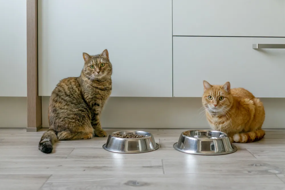 From Scratch: Homemade Meals for Cats