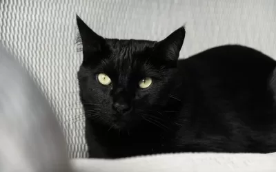 Bad Luck or Misunderstood? The Origins of the Black Cat Superstition