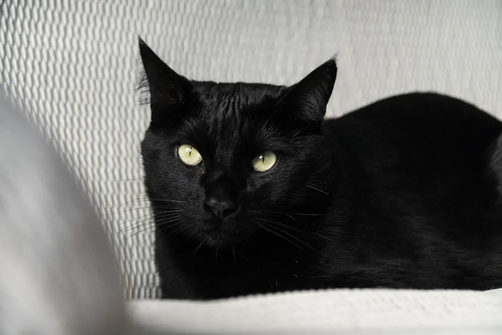 Bad Luck or Misunderstood? The Origins of the Black Cat Superstition