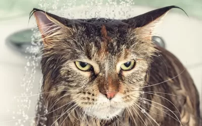Odbijanje vode: Razumevanje zašto mačke ne vole vodu