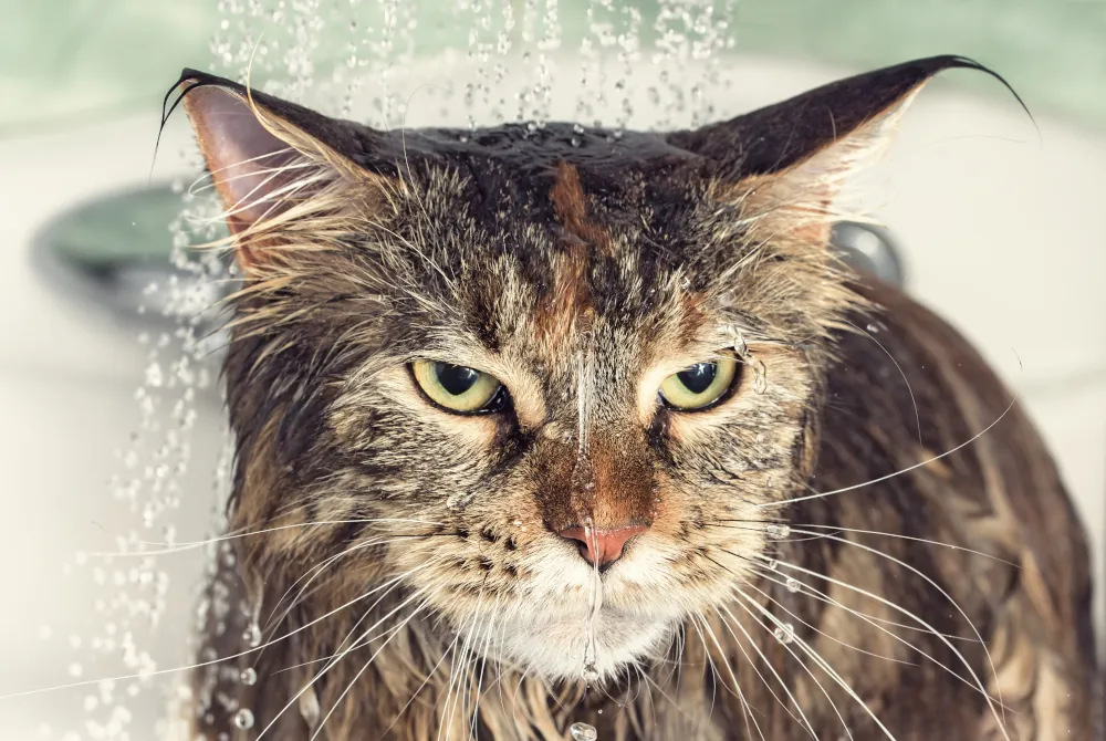 why cats hate water