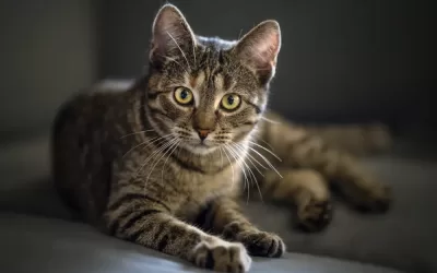 Misteriozno Mjaukanje: Razumevanje Zašto Mačke Mjauču