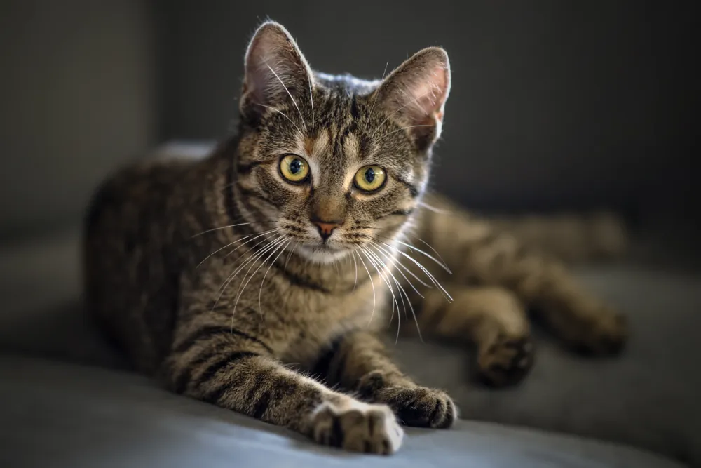 The Purrfect Mystery: Understanding Why Cats Purr