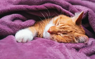 Tajanstveni Život Mačaka: Razumevanje Zašto Mačke Tako Mnogo Spavaju