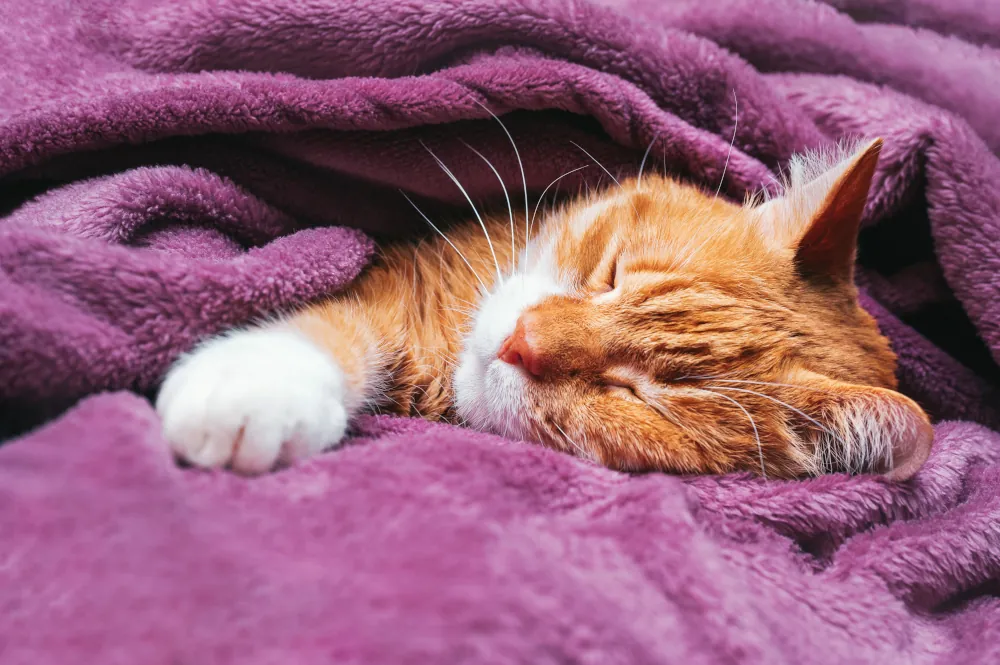 The Secret Life of Cats: Understanding Why Cats Sleep So Much