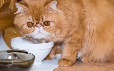 Dealing with a Picky Eater Cat: How to Get Your Cat to Eat a Balanced Diet