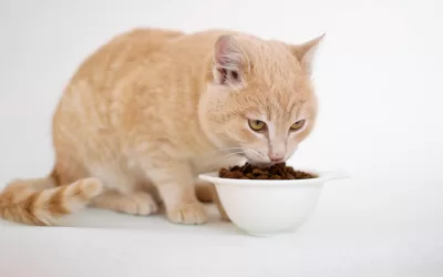 Feline Food Frenzy: Understanding What Cats Really Need to Eat