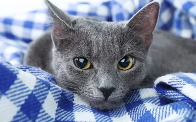 The Russian Blue Cat: Characteristics and Personality