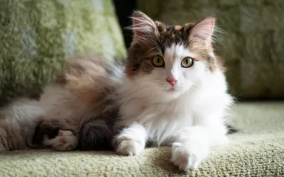 The Turkish Angora Cat: Characteristics and Personality